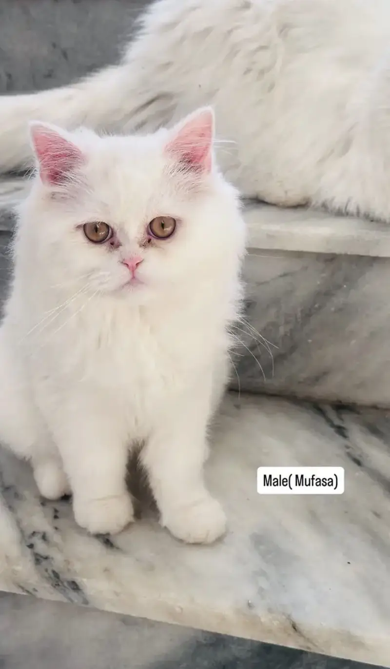 Persian cats for sale — photo 6