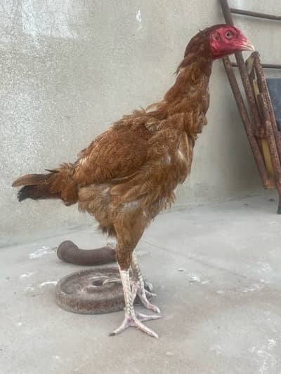Aseel hens pure