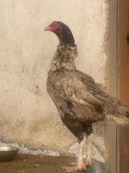 Aseel hens pure — photo 3