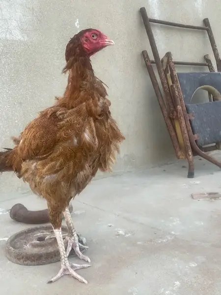 Aseel hens pure — photo 4