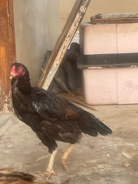 Aseel hens pure — photo 5