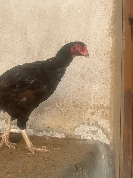 Aseel hens pure — photo 6