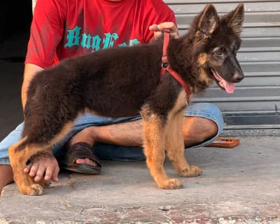 gsd female black mask