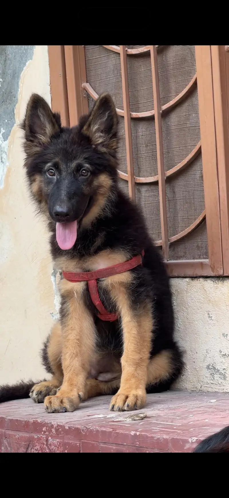 gsd female black mask — photo 2
