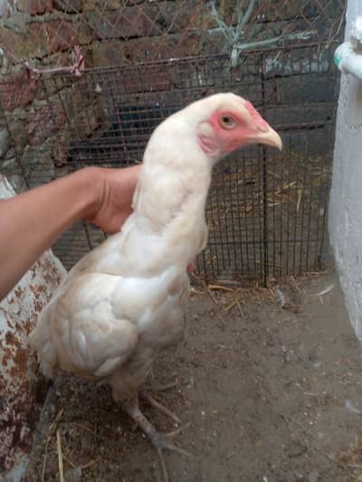 Heera Aseel for sale female
