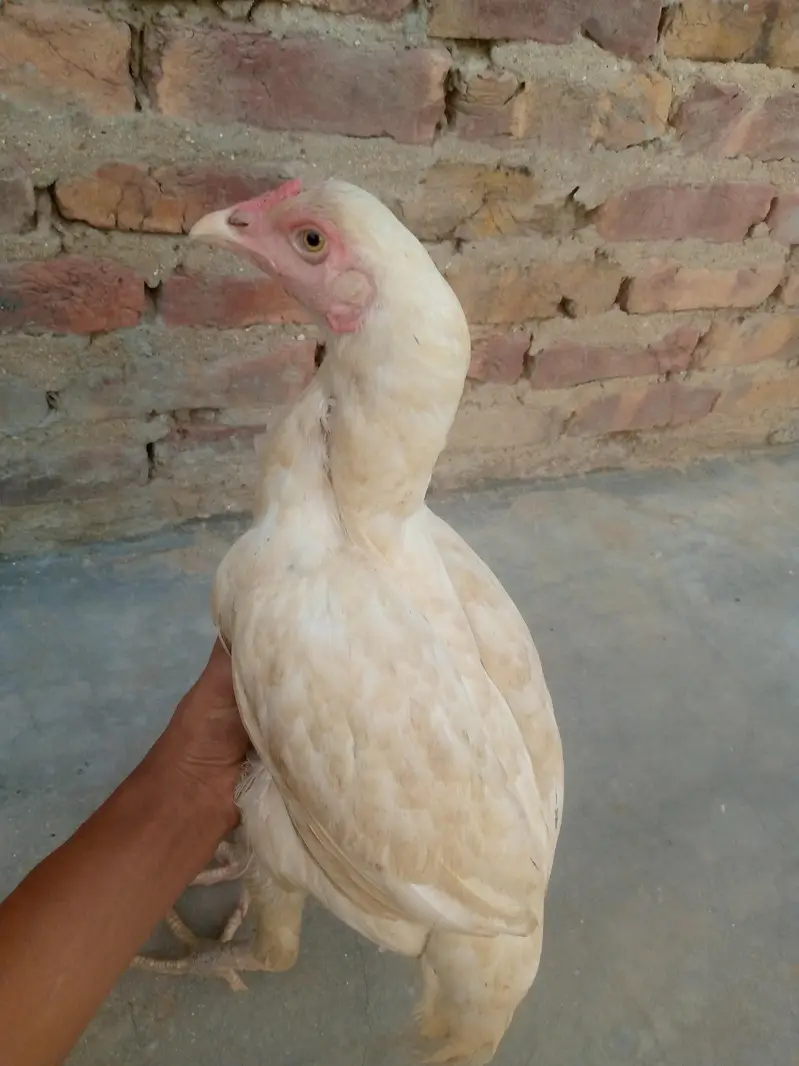Heera Aseel for sale female — photo 2