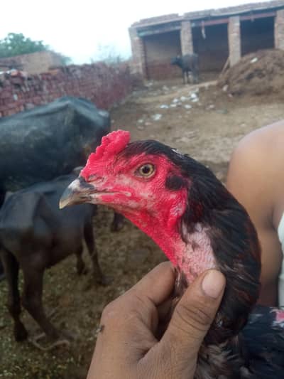 Aseel patha waleti