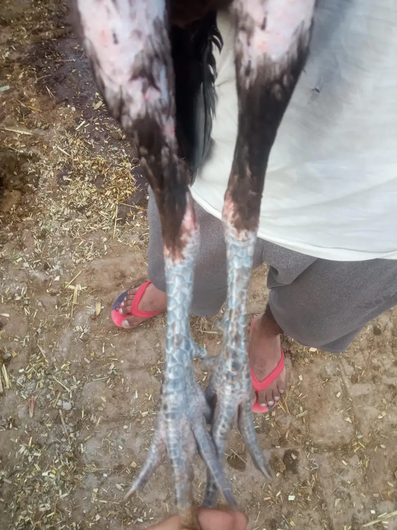 Aseel patha waleti — photo 2