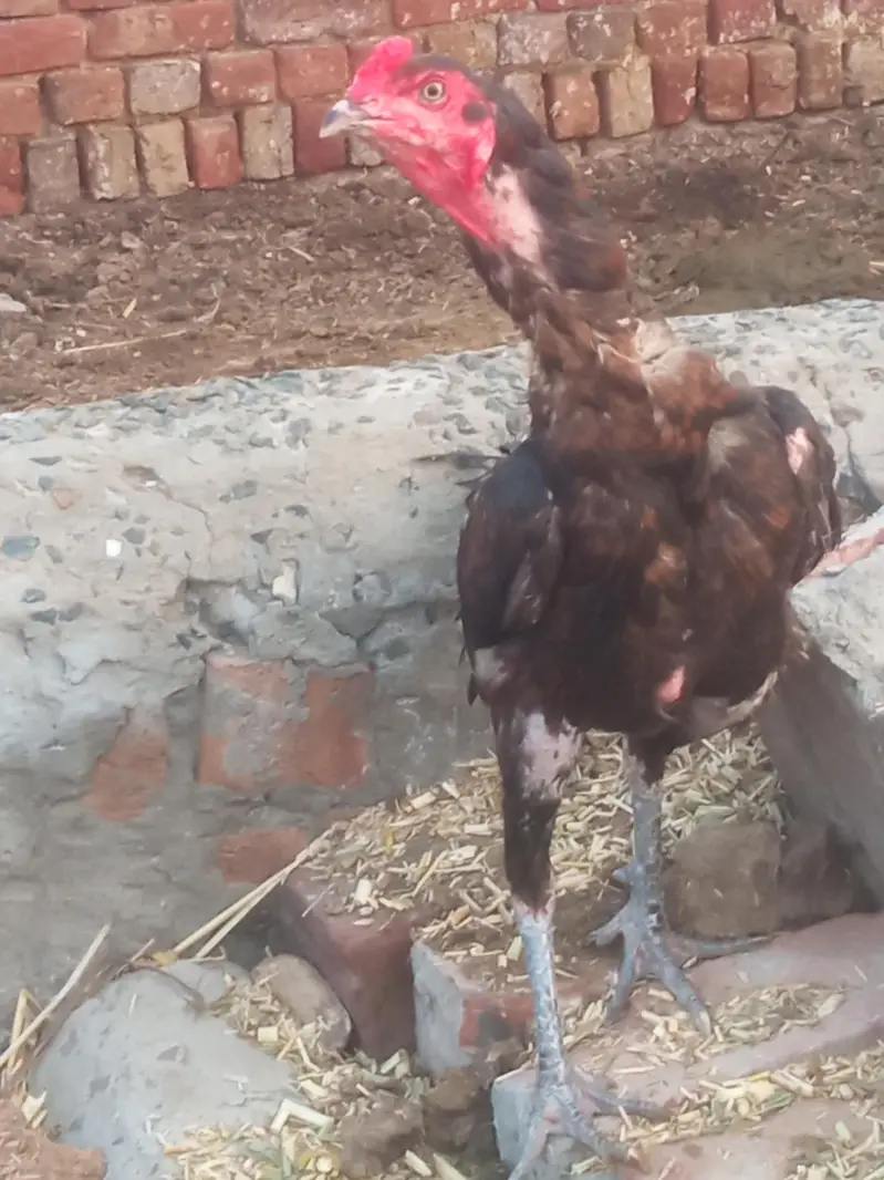 Aseel patha waleti — photo 3