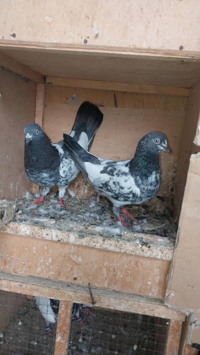 High flyer Cnfrm 3 Breeder pairs & 4 chikes for sale