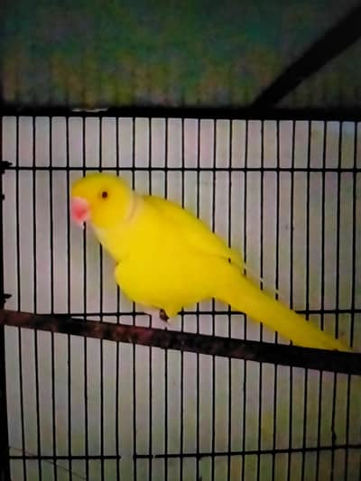 yellow Indian tota for sale
