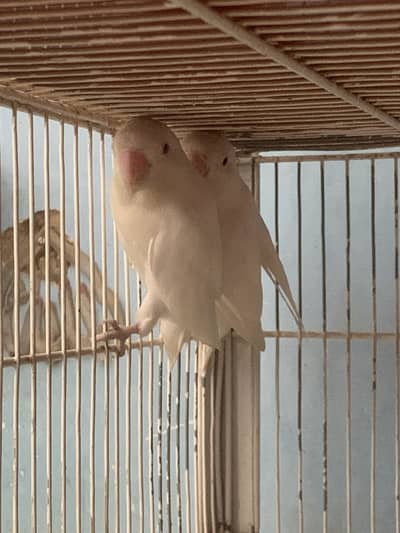 Albino Redeyes Breeder Pair