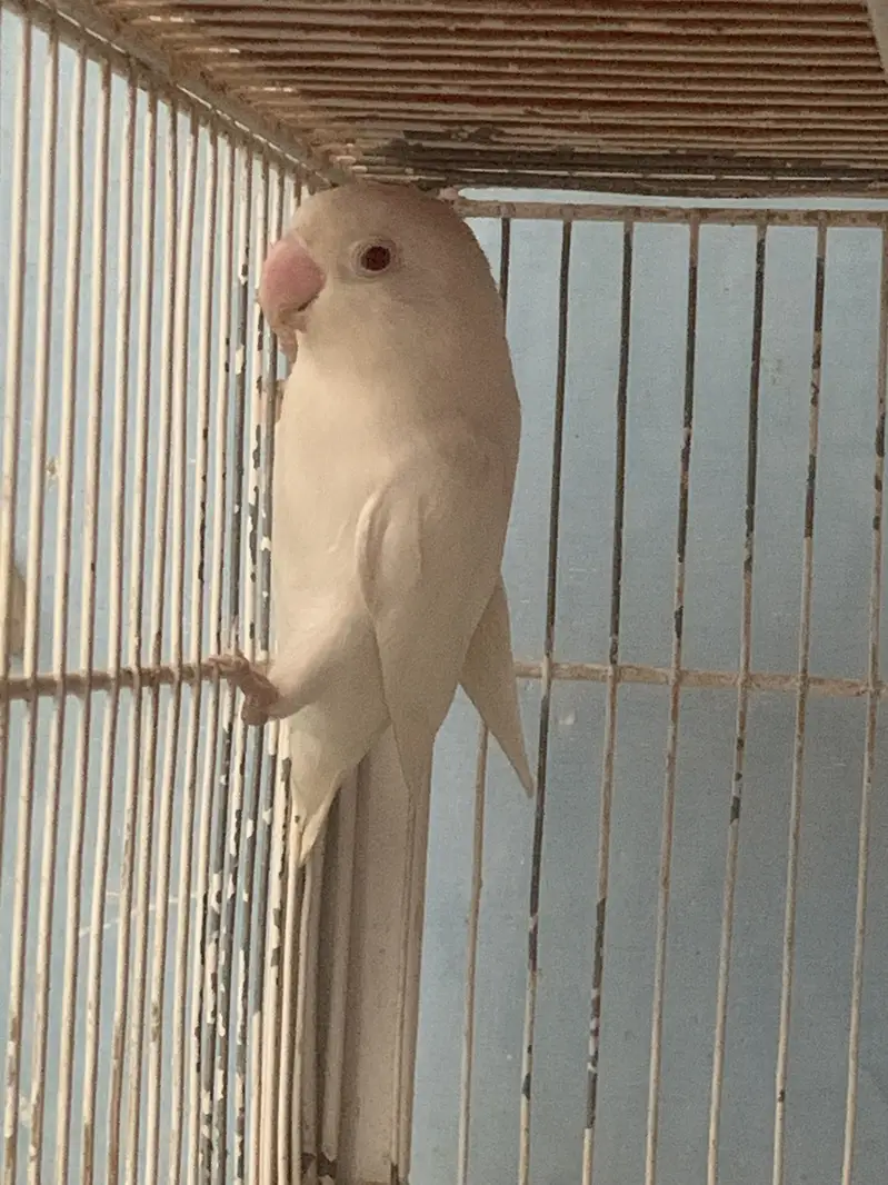 Albino Redeyes Breeder Pair — photo 2