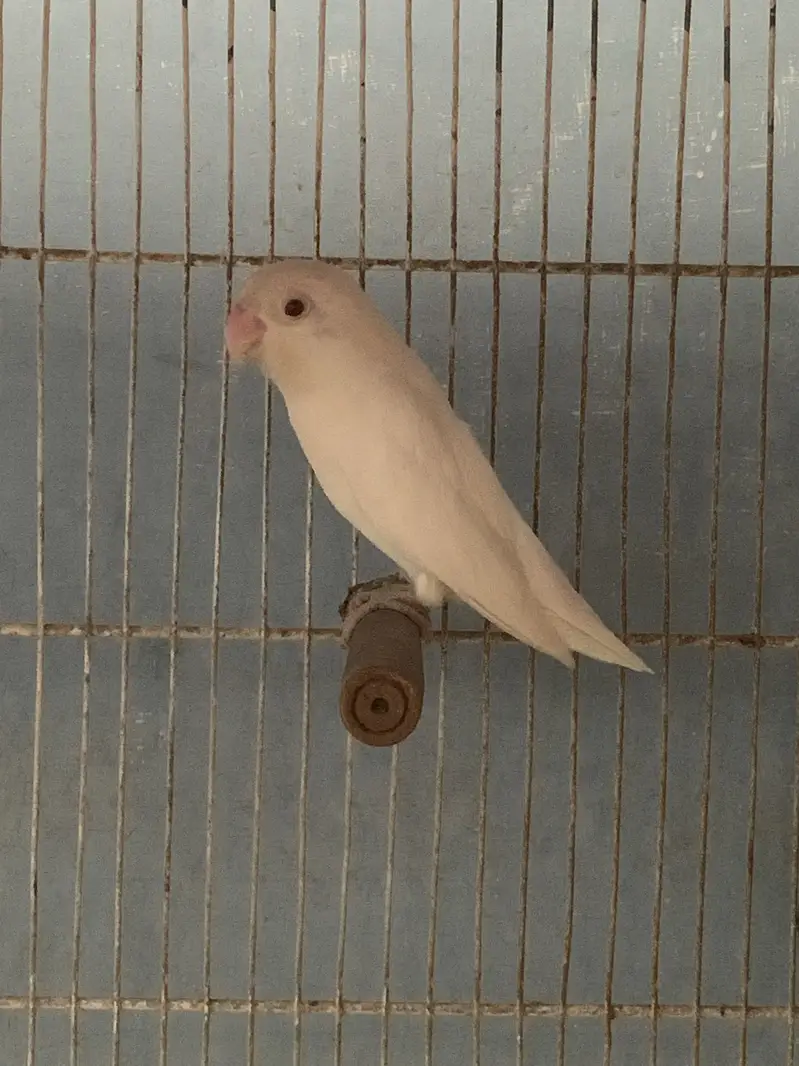 Albino Redeyes Breeder Pair — photo 3
