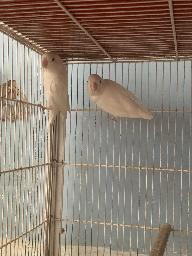 Albino Redeyes Breeder Pair — photo 4