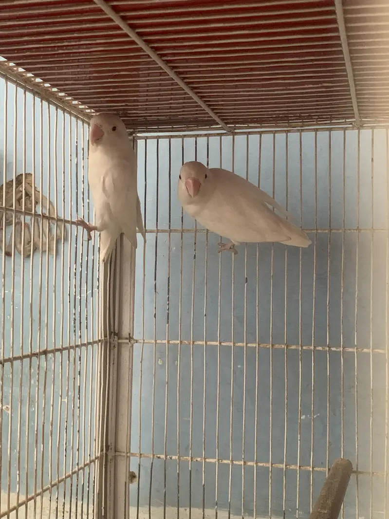 Albino Redeyes Breeder Pair — photo 5
