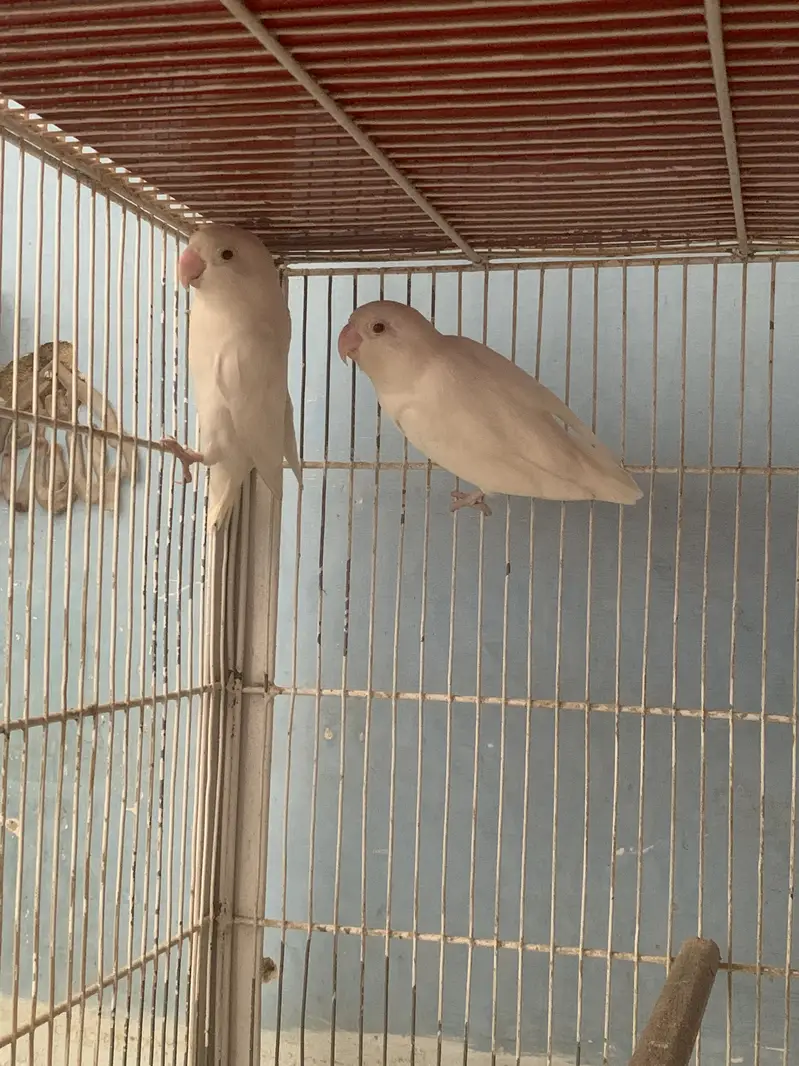 Albino Redeyes Breeder Pair — photo 6