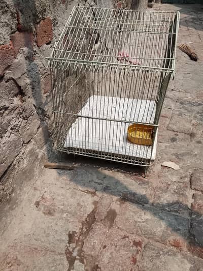 birds cage