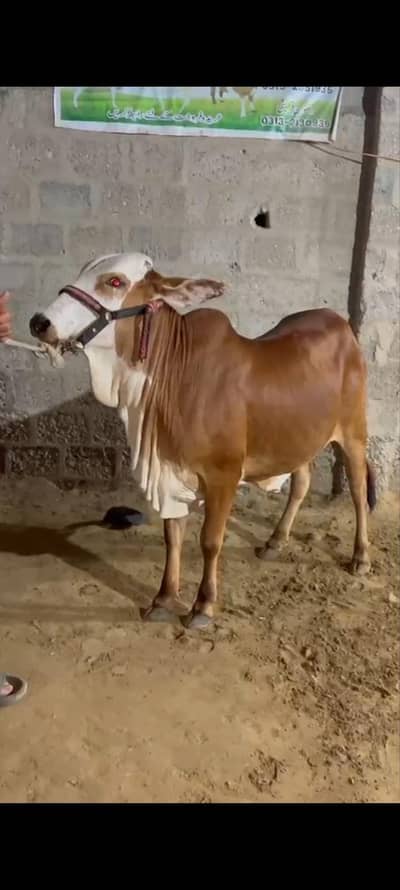 top quality bachri