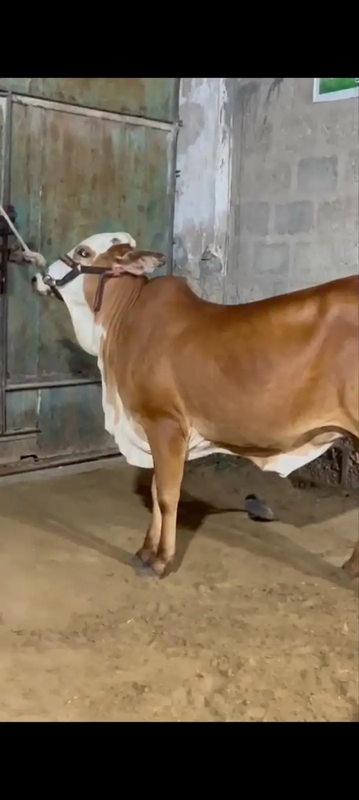 top quality bachri — photo 2