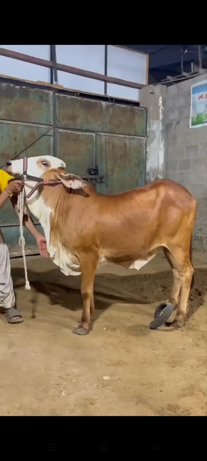 top quality bachri — photo 3