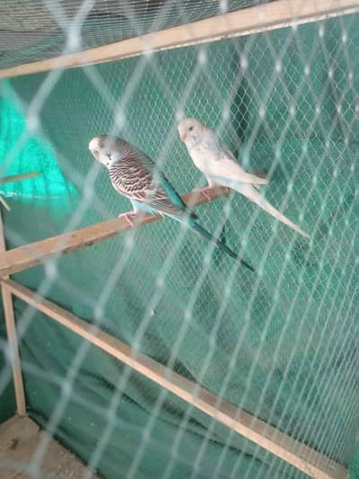 asstralian budgies parrot