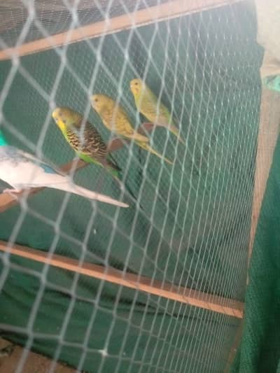 asstralian budgies parrot