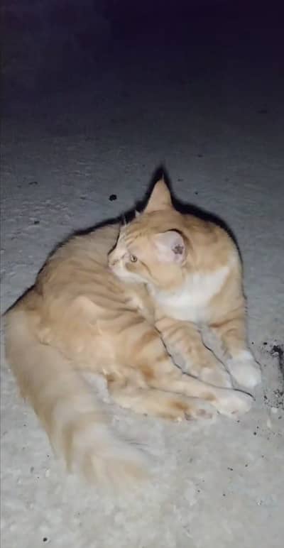 Nice cat for sale