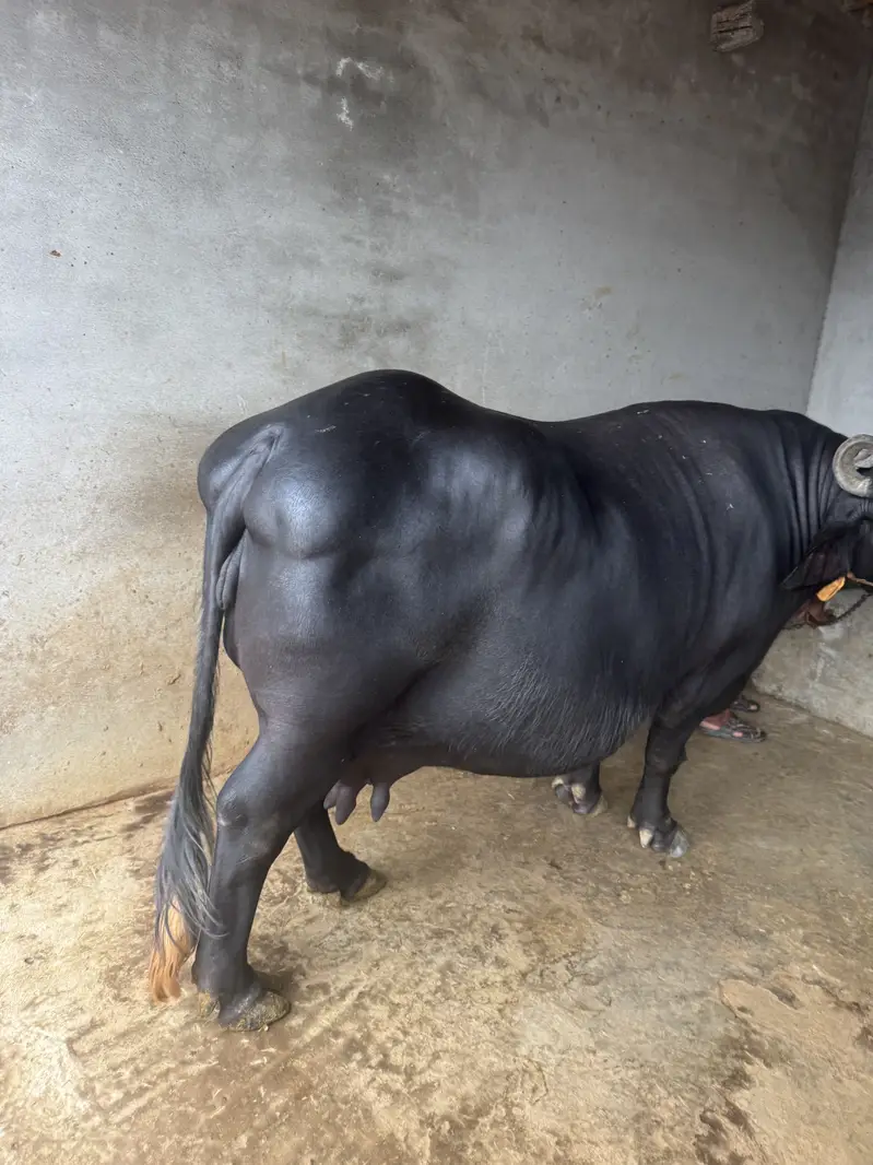 3 suwa 20 plus milk — photo 2