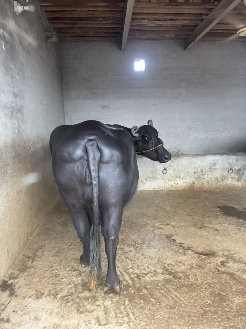 3 suwa 20 plus milk — photo 3