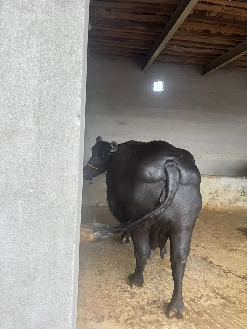 3 suwa 20 plus milk — photo 4