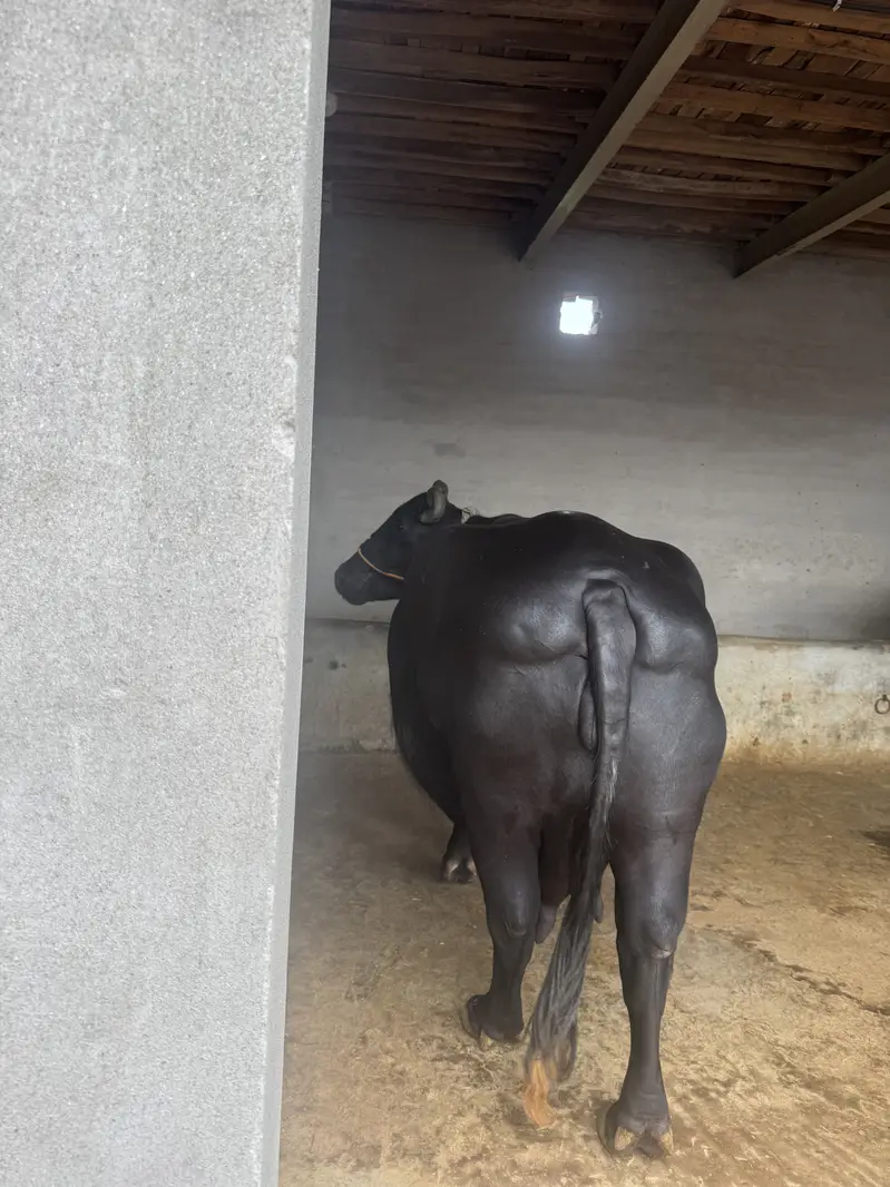3 suwa 20 plus milk — photo 5