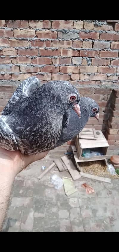 LAL ANKH K BCHY FOR SALE