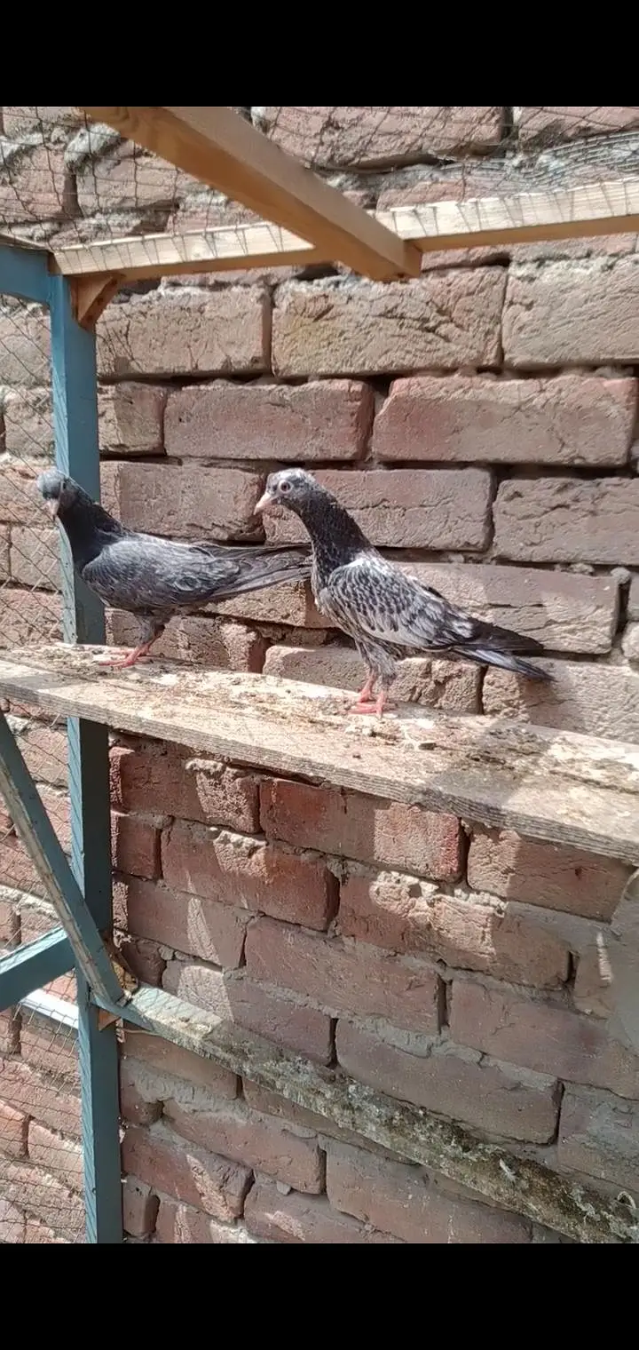 LAL ANKH K BCHY FOR SALE — photo 3