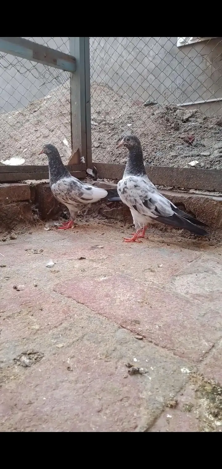 LAL ANKH K BCHY FOR SALE — photo 7