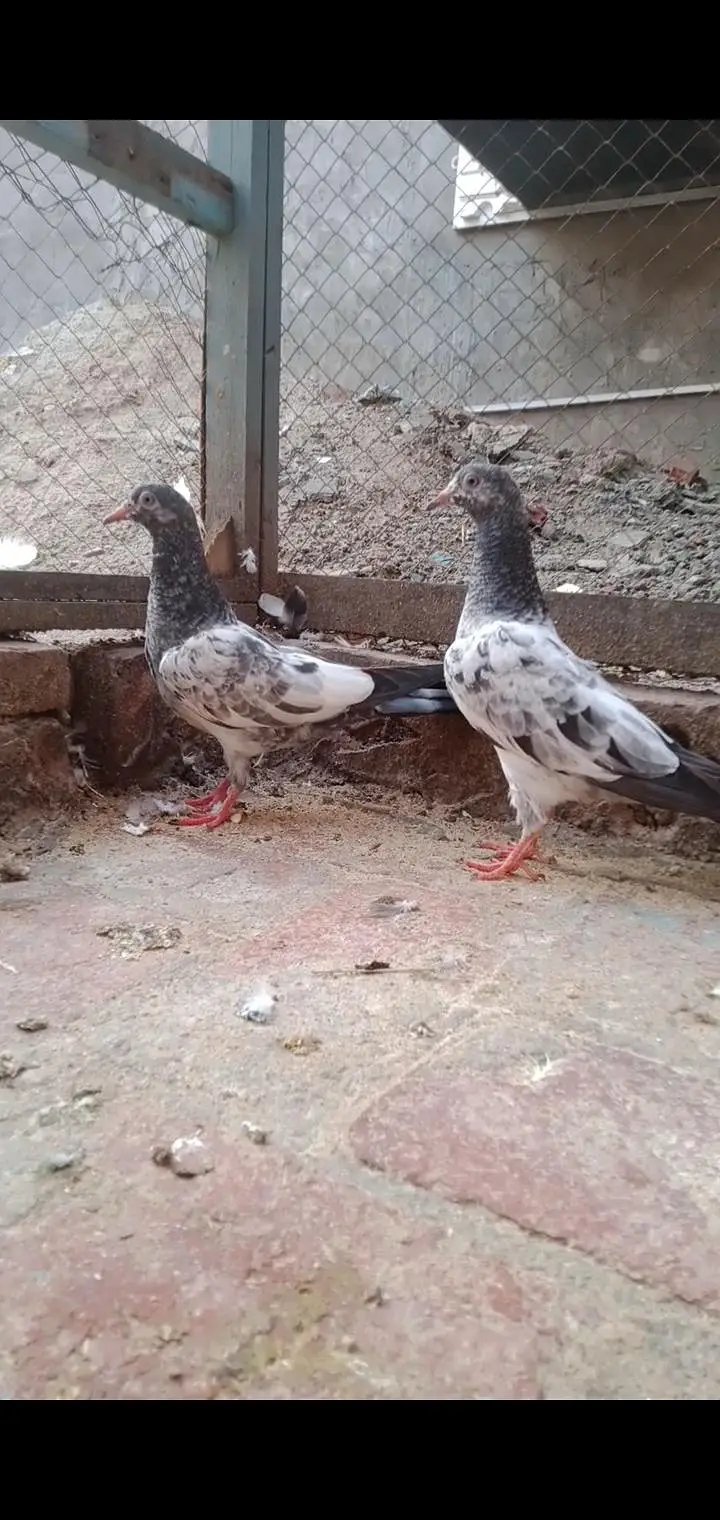 LAL ANKH K BCHY FOR SALE — photo 8