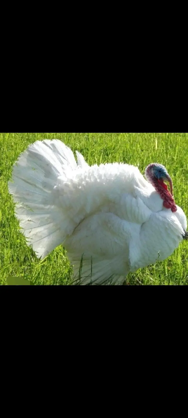 lavender blue slate & broadbrested white Turkey bird fresh fertile egg — photo 5