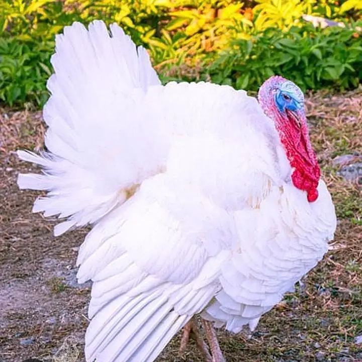 lavender blue slate & broadbrested white Turkey bird fresh fertile egg — photo 6