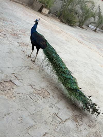 Black shoulder Male peacock 