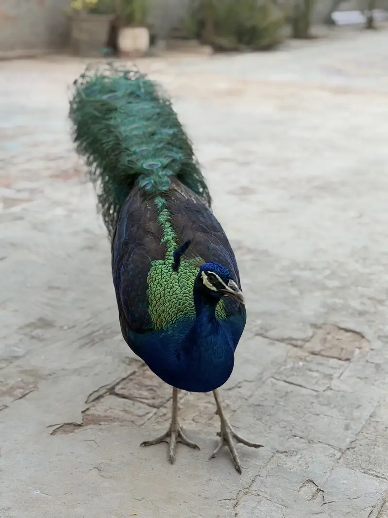 Black shoulder Male peacock  — photo 2