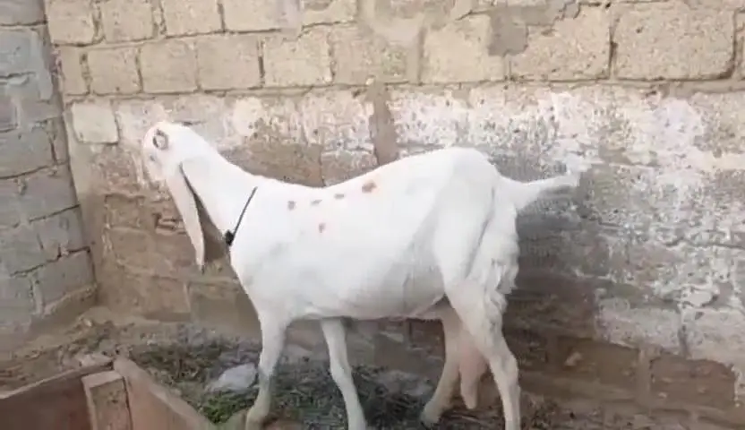 gulabi Bakri for sale 03405796364 — photo 4