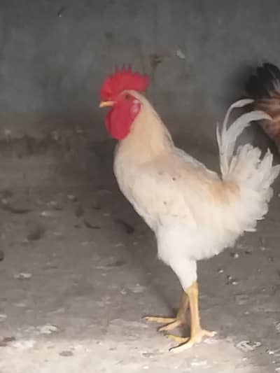 Misri golden 1 Male and 4 females for sale