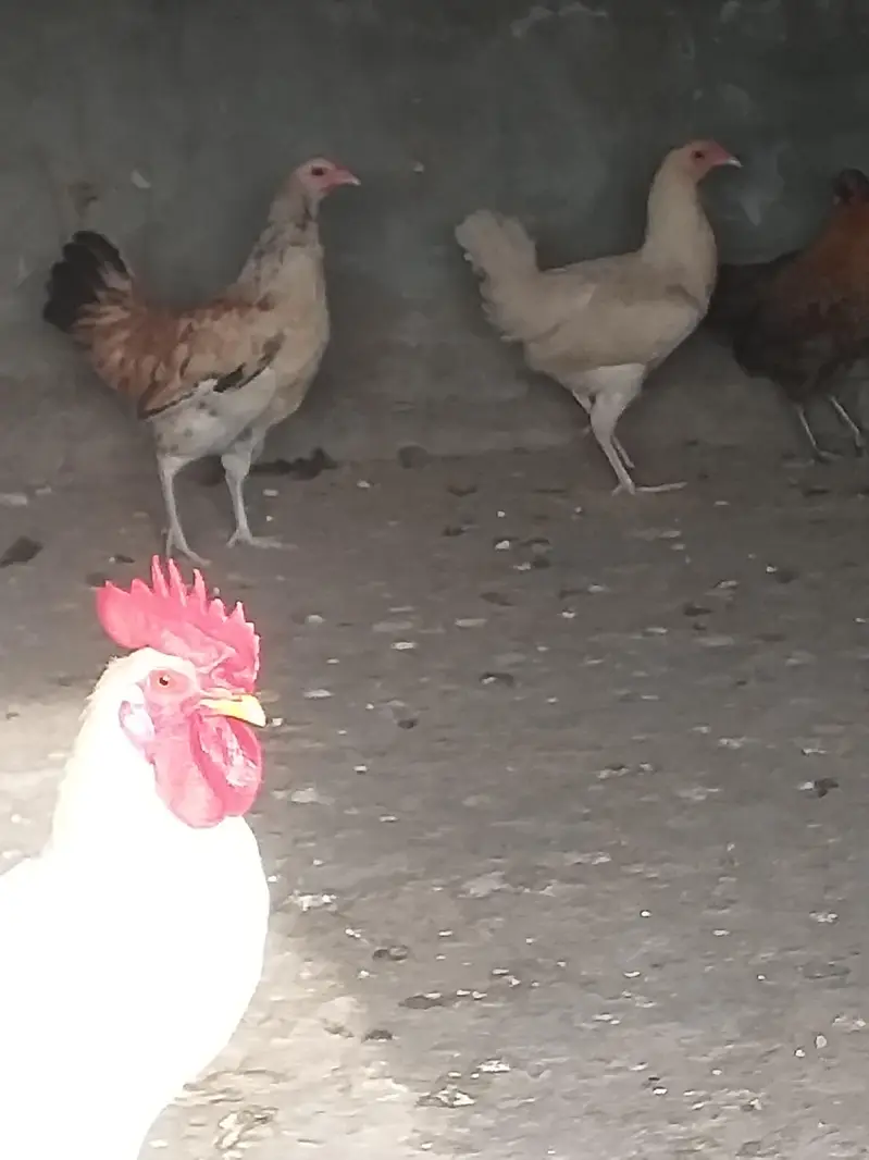 Misri golden 1 Male and 4 females for sale — photo 2