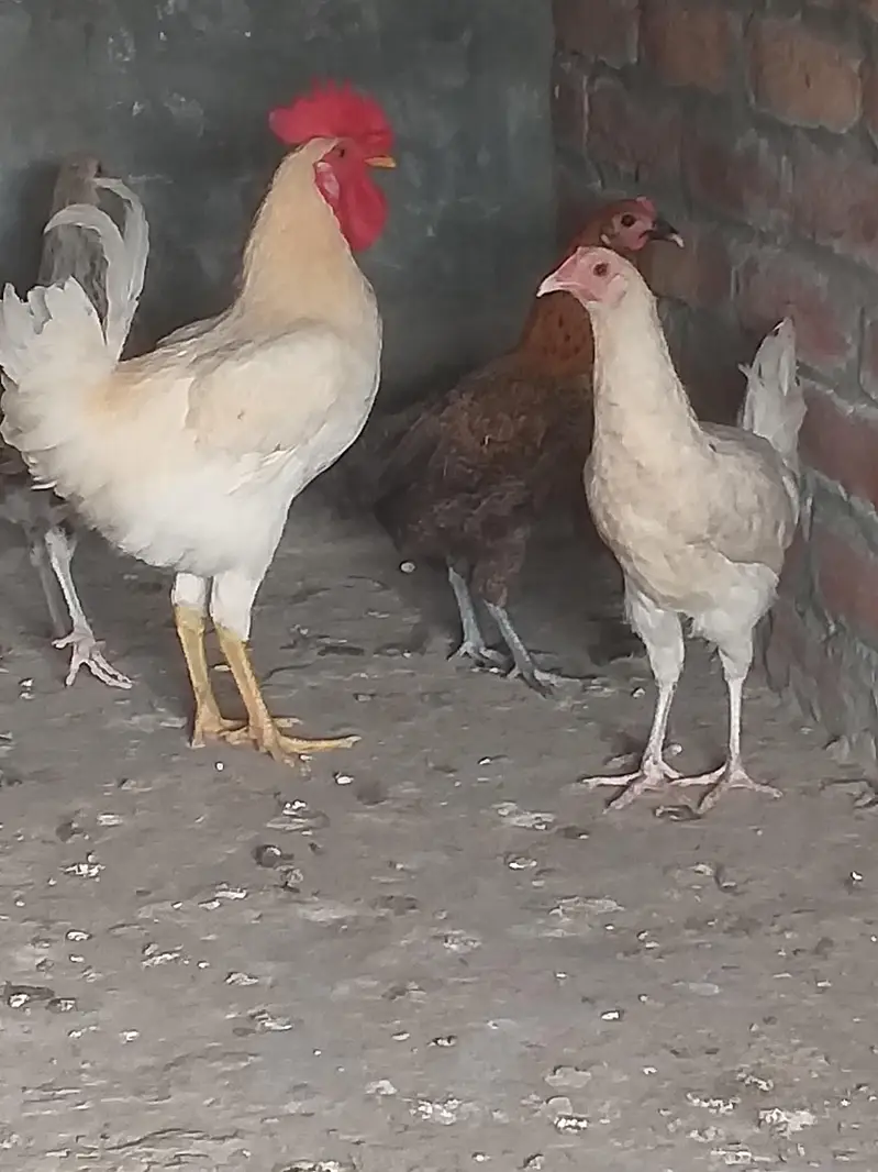 Misri golden 1 Male and 4 females for sale — photo 6