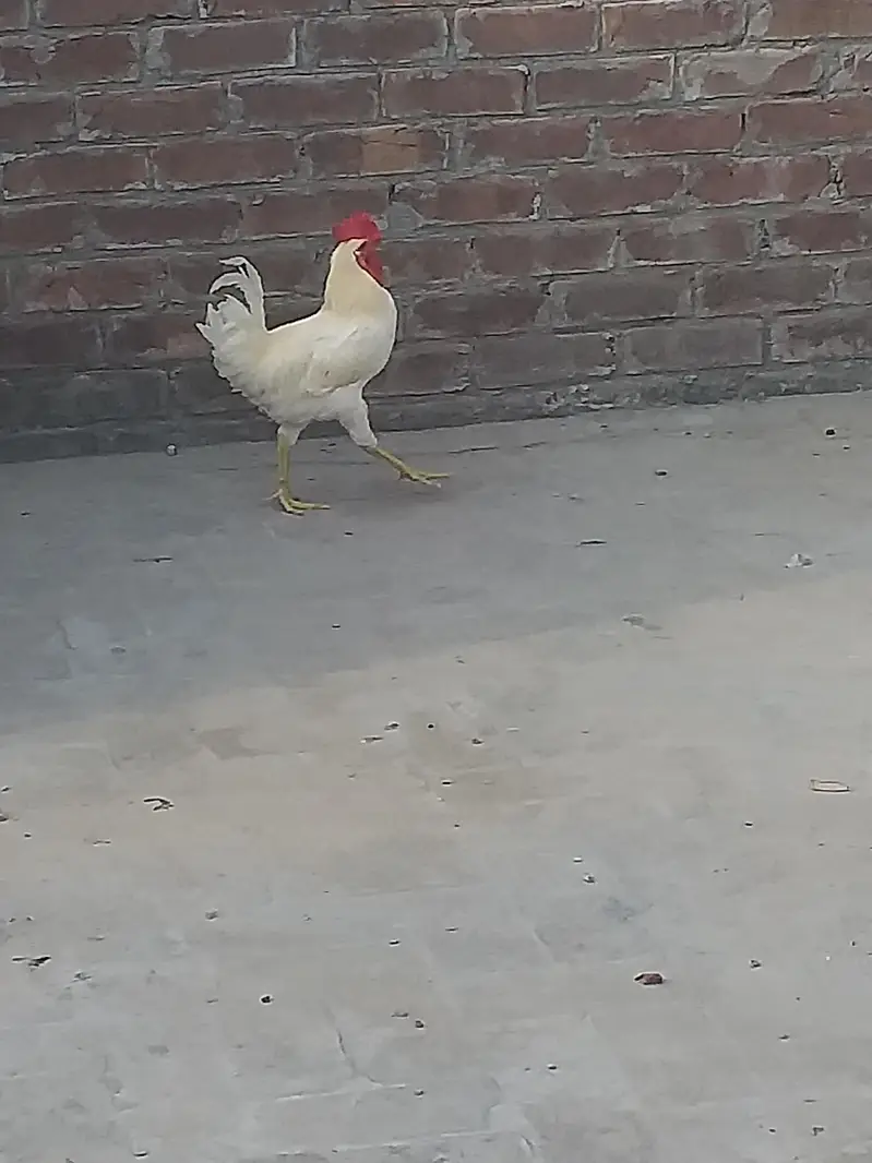 Misri golden 1 Male and 4 females for sale — photo 7