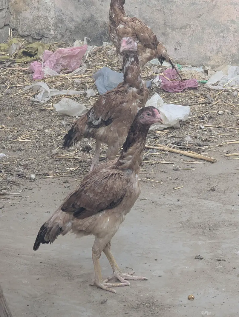 Kasni , paper white, lakhi Aseel murghia , — photo 3