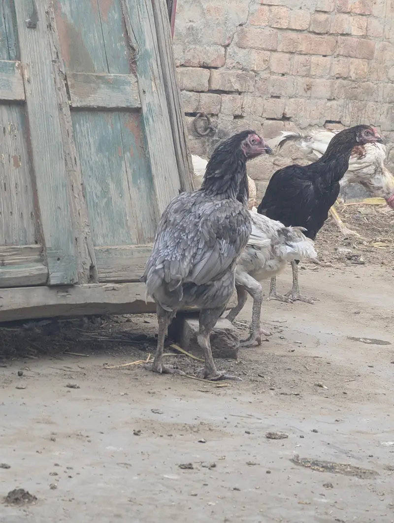 Kasni , paper white, lakhi Aseel murghia , — photo 5