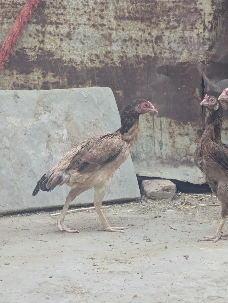 Kasni , paper white, lakhi Aseel murghia , — photo 7