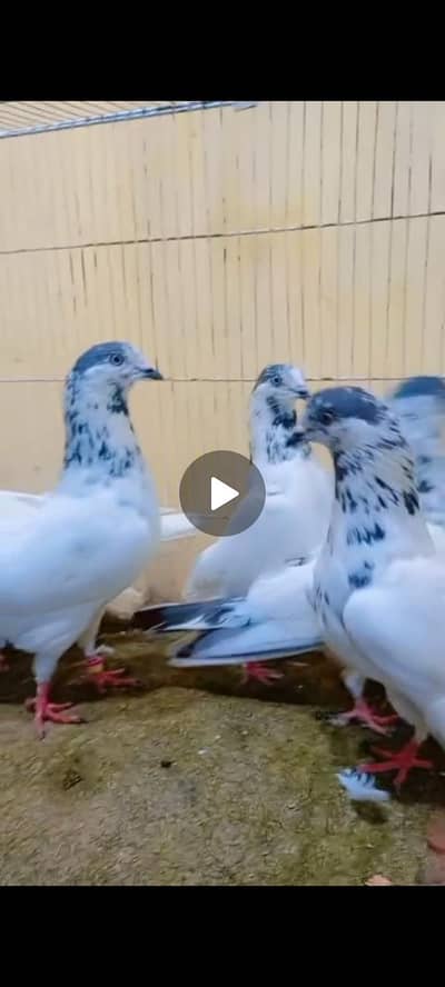 pigean for sale