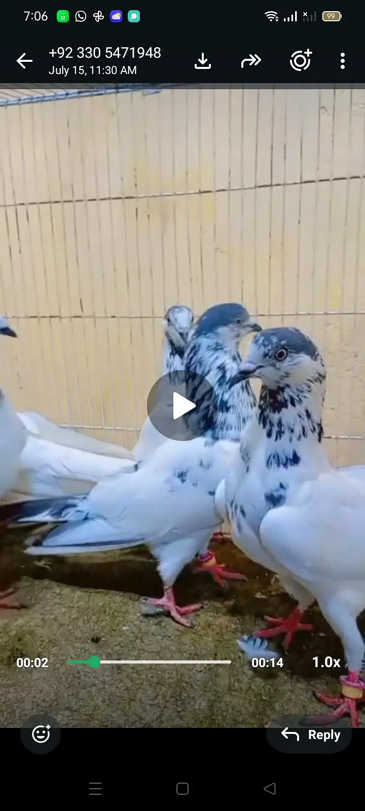 pigean for sale — photo 2